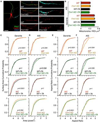 Mitochondrial Structure and Polarity in Dendrites and the Axon Initial Segment Are Regulated by Homeostatic Plasticity and Dysregulated in Fragile X Syndrome